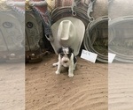 Small #2 Wire Fox Terrier
