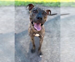 American Pit Bull Terrier-Unknown Mix Dogs for adoption in Virginia Beach, VA, USA
