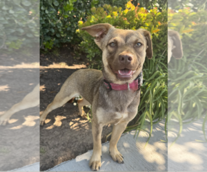 Spritz - Female Beagle-Unknown Mix Dog for Adoption - Photo #6