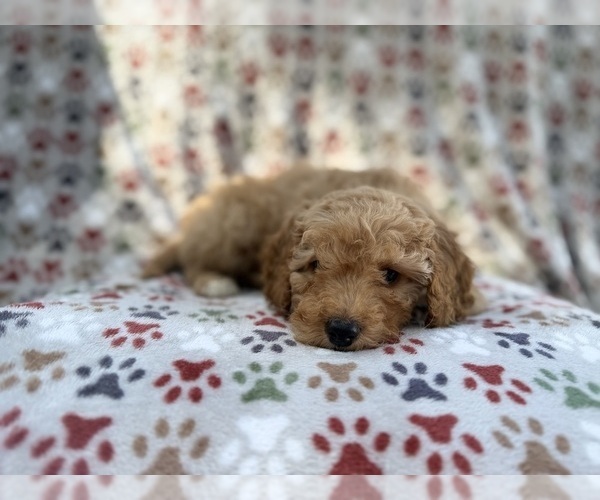 Medium Photo #7 Cavapoo (Miniature) Puppy For Sale in LAKELAND, FL, USA