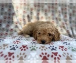 Small #6 Cavapoo (Miniature)