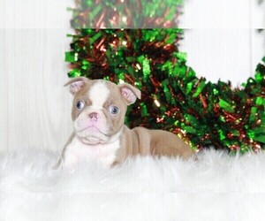 Boston Terrier Puppy for sale in APPLE CREEK, OH, USA