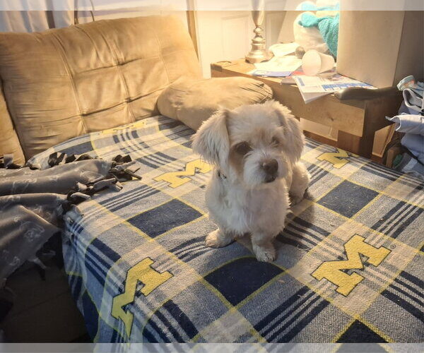 Medium Photo #2 Shih Tzu-Unknown Mix Puppy For Sale in Coldwater, MI, USA