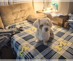 Small #1 Shih Tzu Mix