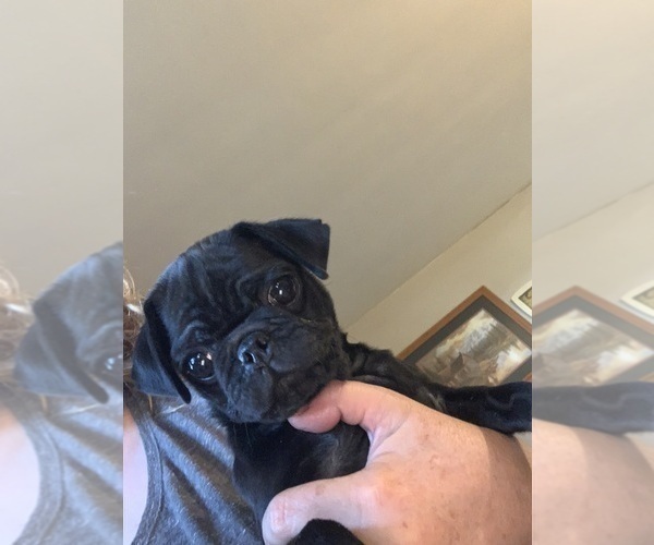 Medium Photo #2 Pug Puppy For Sale in BRYANT, IN, USA