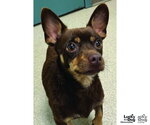 Small #1 Chihuahua Mix