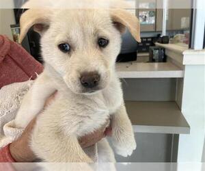 Labrador Retriever-Unknown Mix Dogs for adoption in San Antonio, TX, USA