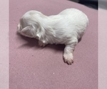 Small Photo #18 Maltipoo Puppy For Sale in JASPER, GA, USA