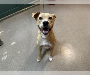 American Pit Bull Terrier-Unknown Mix Dogs for adoption in Pasadena, CA, USA
