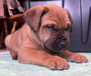 Medium Boerboel-Cane Corso Mix
