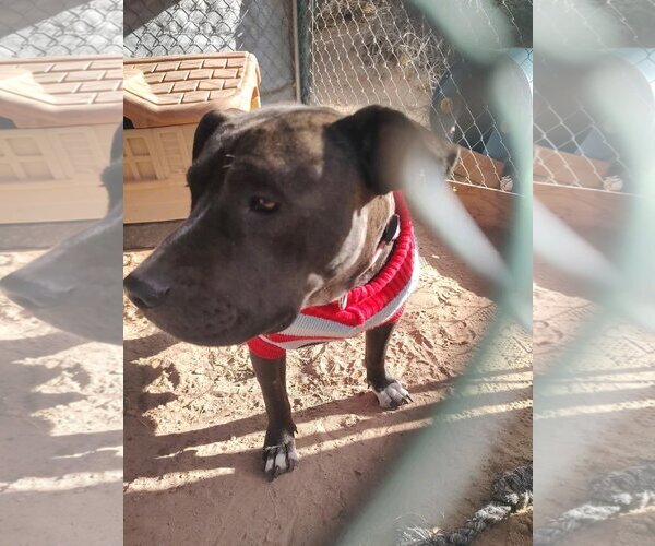 Medium Photo #2 American Staffordshire Terrier-Unknown Mix Puppy For Sale in Pena Blanca, NM, USA