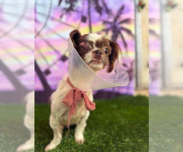 Medium Photo #3 Shih Tzu Puppy For Sale in New York, NY, USA