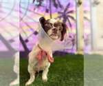 Small #2 Shih Tzu