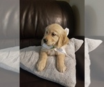 Small Photo #5 Golden Retriever Puppy For Sale in QUINLAN, TX, USA