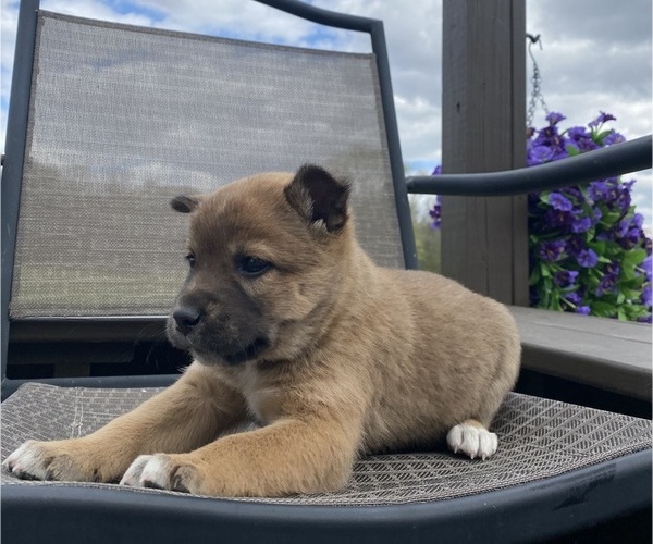 Medium Photo #6 Alaskan Husky-Border Collie Mix Puppy For Sale in RICHMOND, MI, USA
