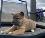 Small #5 Alaskan Husky-Border Collie Mix
