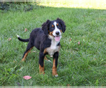 Liberty - Female Bernese Mountain Dog Puppy for Sale - Photo #5