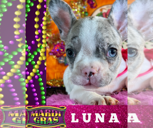 French Bulldog Puppy for sale in HEATHROW, FL, USA
