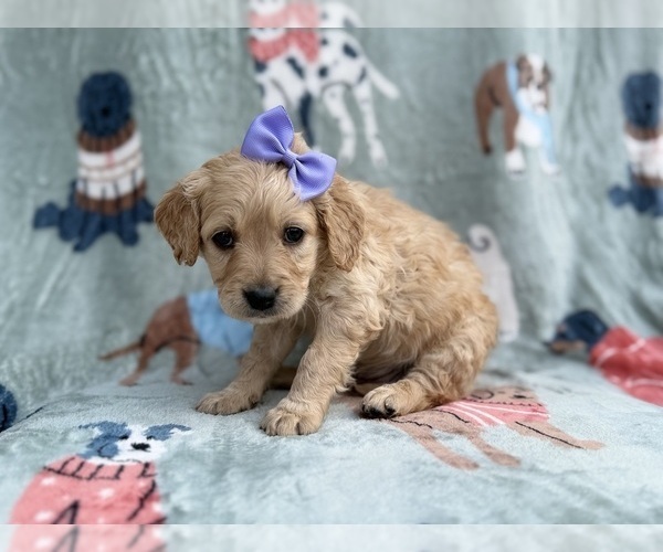 Medium Photo #9 Goldendoodle Puppy For Sale in LAKELAND, FL, USA