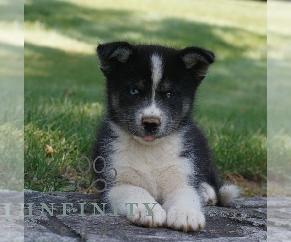 Medium Photo #1 Samoyed-Siberian Husky Mix Puppy For Sale in GAP, PA, USA