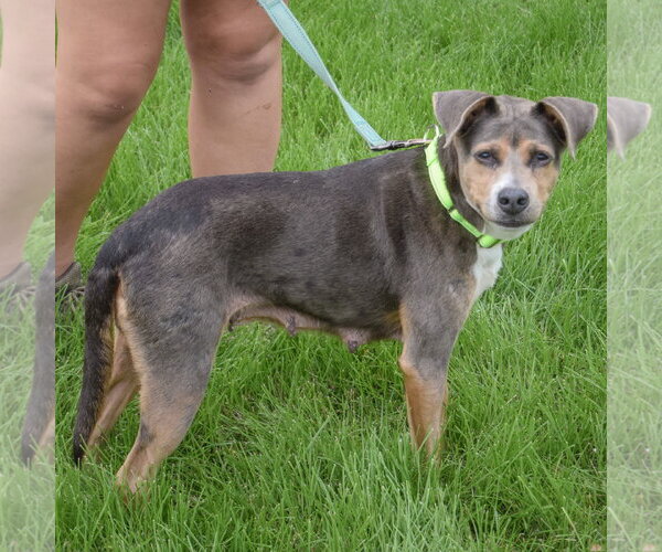 Medium Photo #3 Beagle-Unknown Mix Puppy For Sale in Huntley, IL, USA