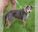 Small #2 Beagle Mix