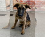 Small German Shepherd Dog Mix