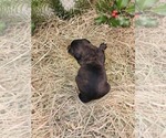 Small Photo #12 Aussiedoodle Puppy For Sale in MONMOUTH, OR, USA