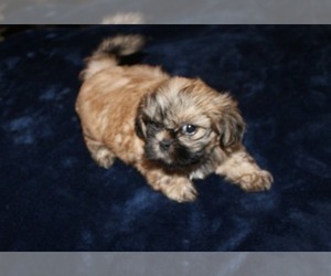 Shih Tzu Puppy for sale in THAYER, KS, USA