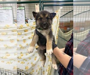 Mutt Dogs for adoption in Calgary, Alberta, Canada