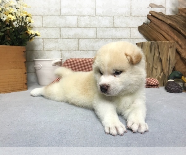 Medium Photo #2 Shiba Inu Puppy For Sale in NEW YORK, NY, USA