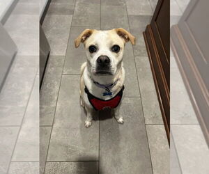 Beagle-Unknown Mix Dogs for adoption in Springdale, PA, USA