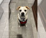 Small Beagle Mix