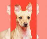 Small #1 Chihuahua Mix