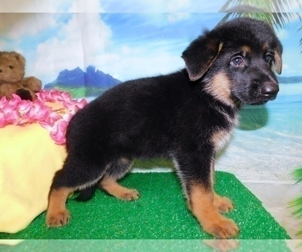 Medium Photo #7 German Shepherd Dog Puppy For Sale in HAMMOND, IN, USA