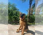 Small Photo #360 German Shepherd Dog Puppy For Sale in WELLINGTON, FL, USA