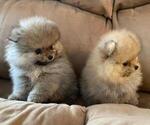 Small Photo #7 Pomeranian Puppy For Sale in WEST CHICAGO, IL, USA
