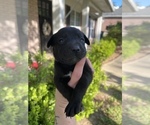 Small Photo #5 Australian Cattle Dog-Labrador Retriever Mix Puppy For Sale in SEMINOLE, AL, USA