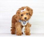 Small Photo #18 Poodle (Miniature) Puppy For Sale in LAS VEGAS, NV, USA