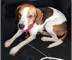 Small #10 Beagle