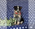 Small #3 Australian Cattle Dog