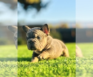 French Bulldog Puppy for sale in LONG BEACH, CA, USA