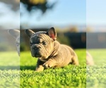 Small French Bulldog