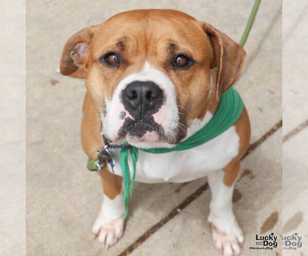 Medium Photo #3 Boxer-Unknown Mix Puppy For Sale in Washington, DC, USA