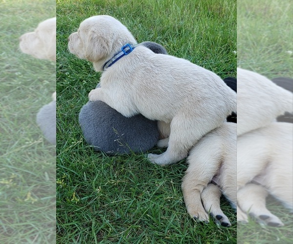 Medium Photo #19 Labrador Retriever Puppy For Sale in OLYMPIA, WA, USA