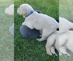 Small #18 Labrador Retriever