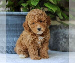 Poodle (Toy) Puppy for sale in EAST EARL, PA, USA