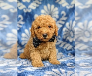 Cavapoo-Poodle (Miniature) Mix Puppy for sale in KIRKWOOD, PA, USA