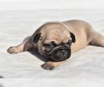 Small #4 Pug
