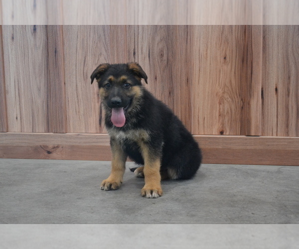 Medium Photo #1 German Shepherd Dog Puppy For Sale in GREENWOOD, WI, USA